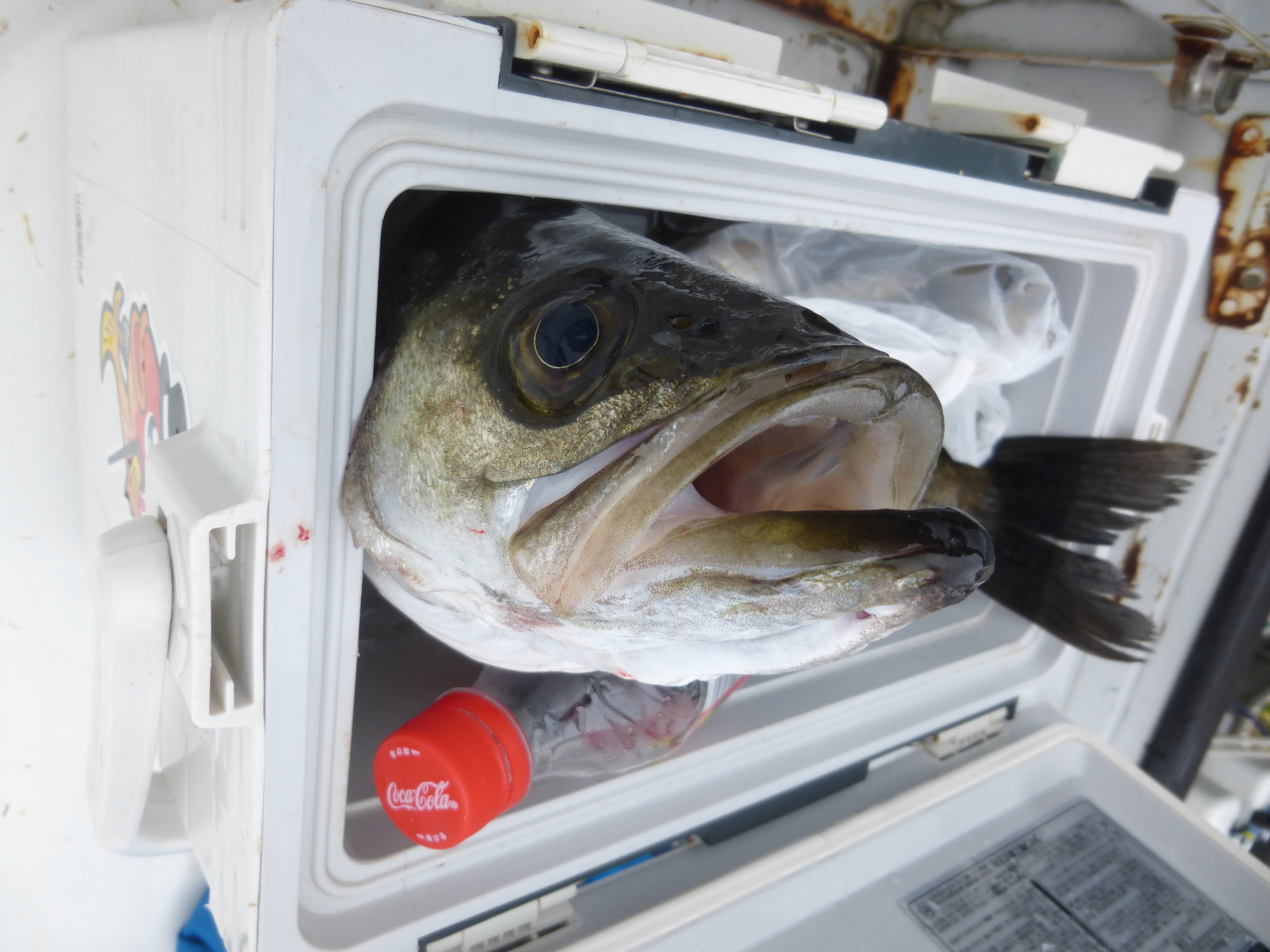 本日の釣果