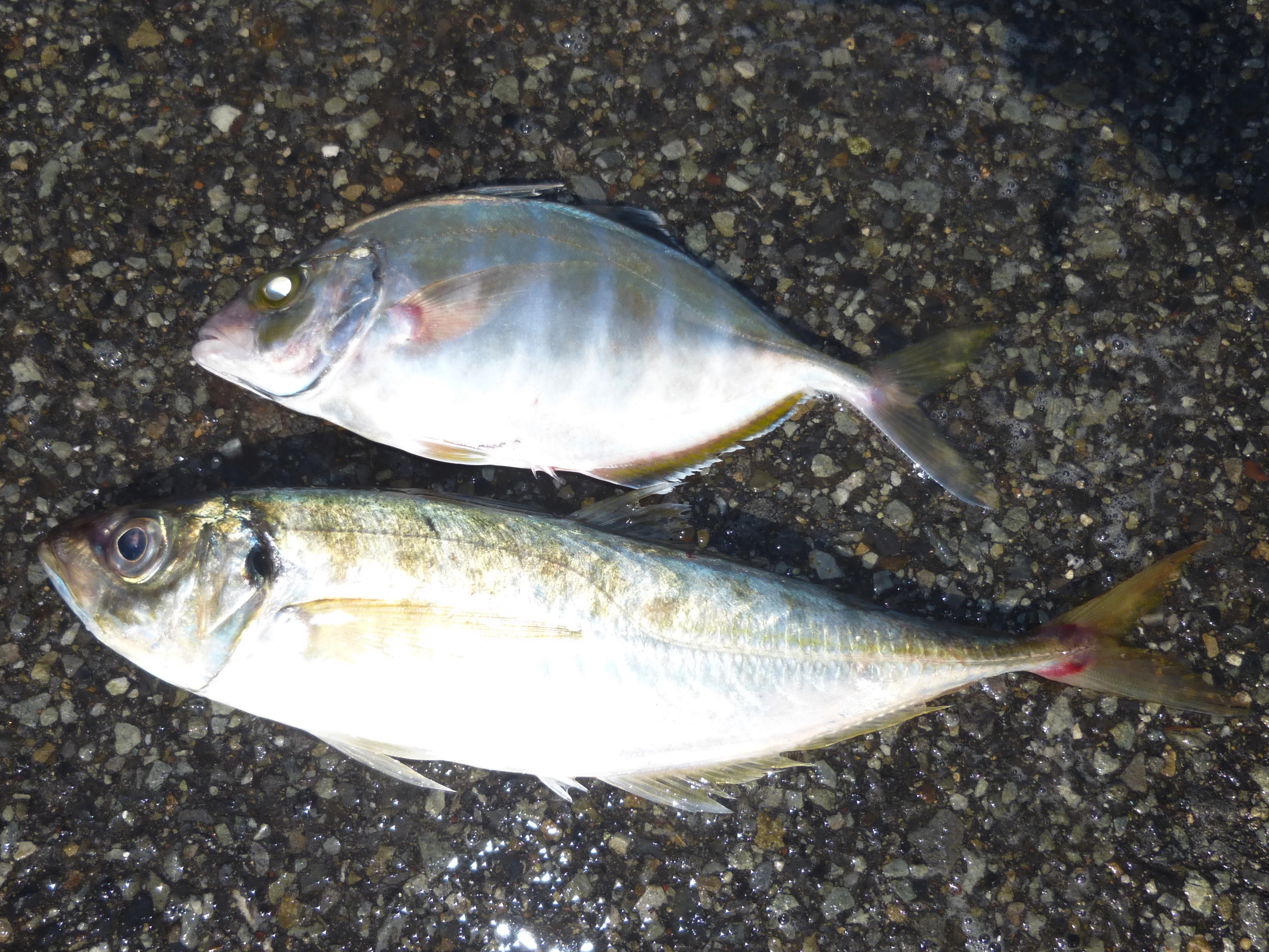 週末の釣果