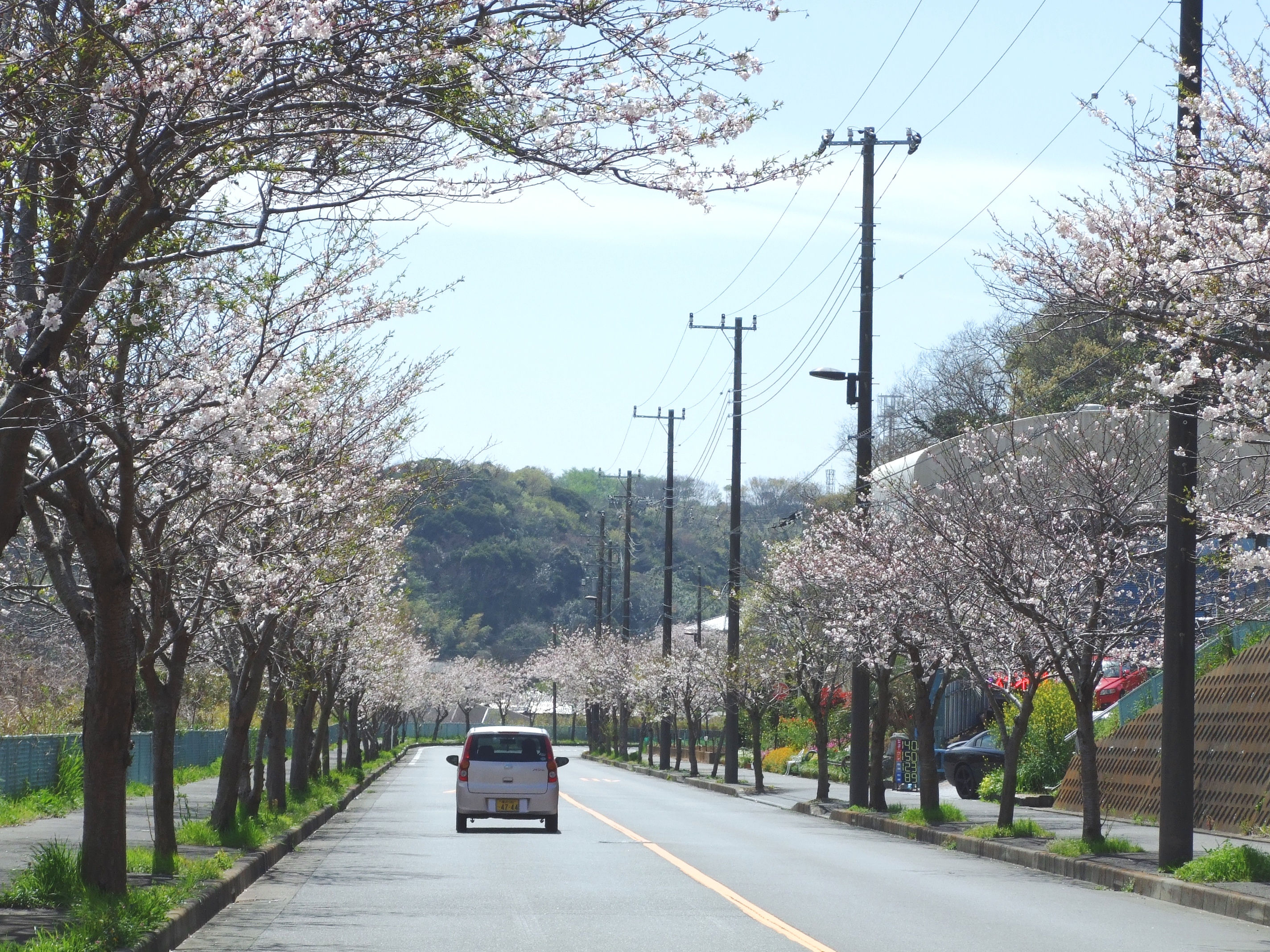 釣りか桜か