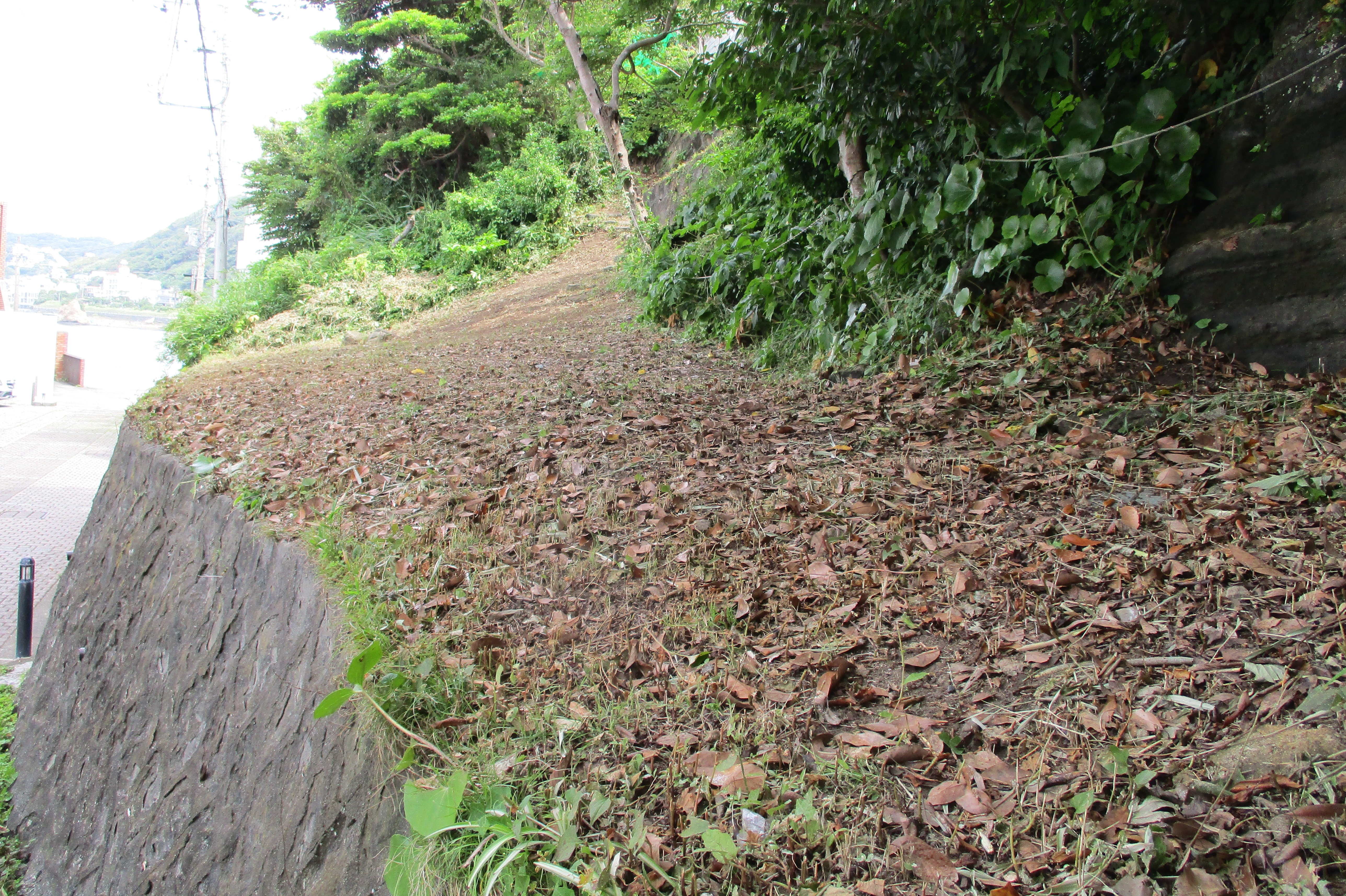 津波緊急避難路の除草